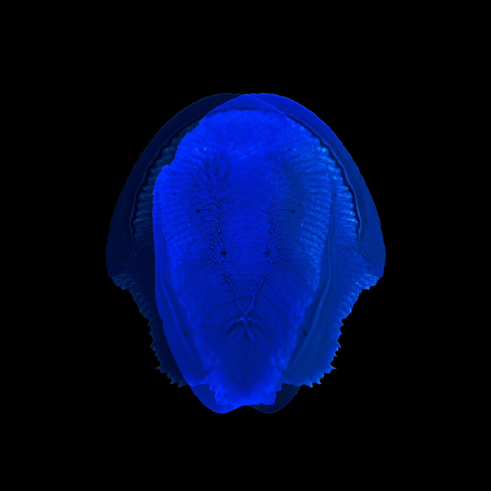 Chirality - BA, 2021